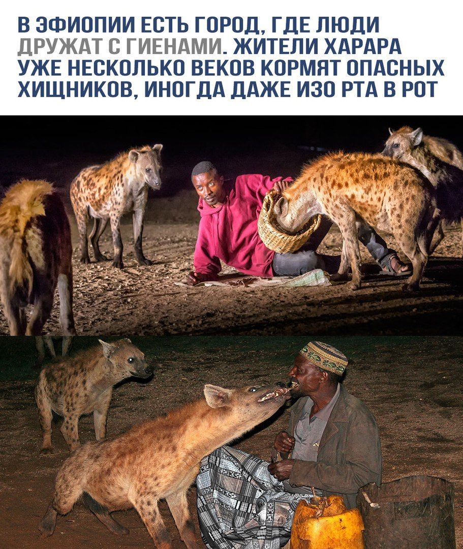 В Эфиопии есть город, где люди дружат с гиями. Жители Харара уже несколько веков кормят опасных хищников, иногда даже изо рта в рот.