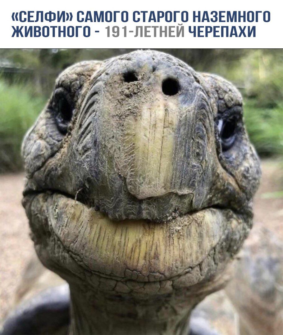 «СЕЛФИ» САМОГО СТАРОГО НАЗЕМНОГО ЖИВОТНОГО - 191-ЛЕТНЕЙ ЧЕРЕПАХИ