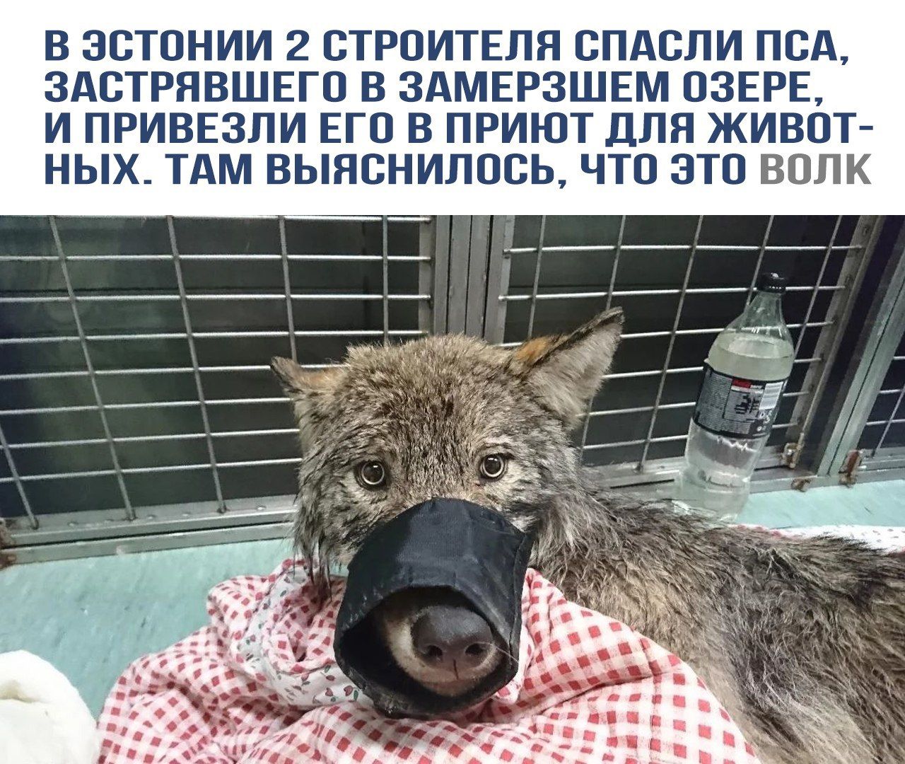 В Эстонии 2 строителя спасли пса, застрявшего в замерзшем озере, и привезли его в приют для животных. Там выяснилось, что это волк.