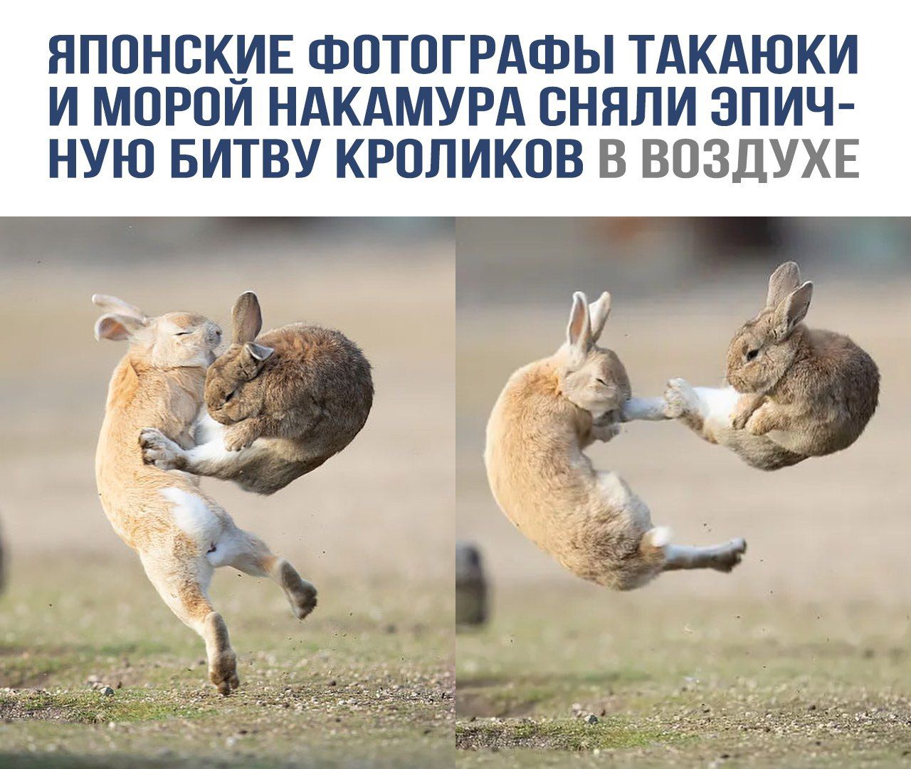 Японские фотографы Такаюки и Мори Накамура сняли эпичную битву кроликов в воздухе