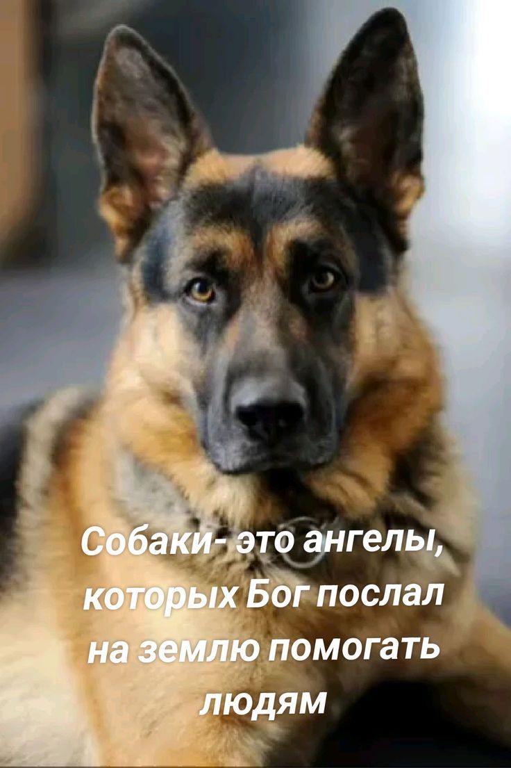 Собаки - это ангелы, которых Бог послал на землю помогать людям