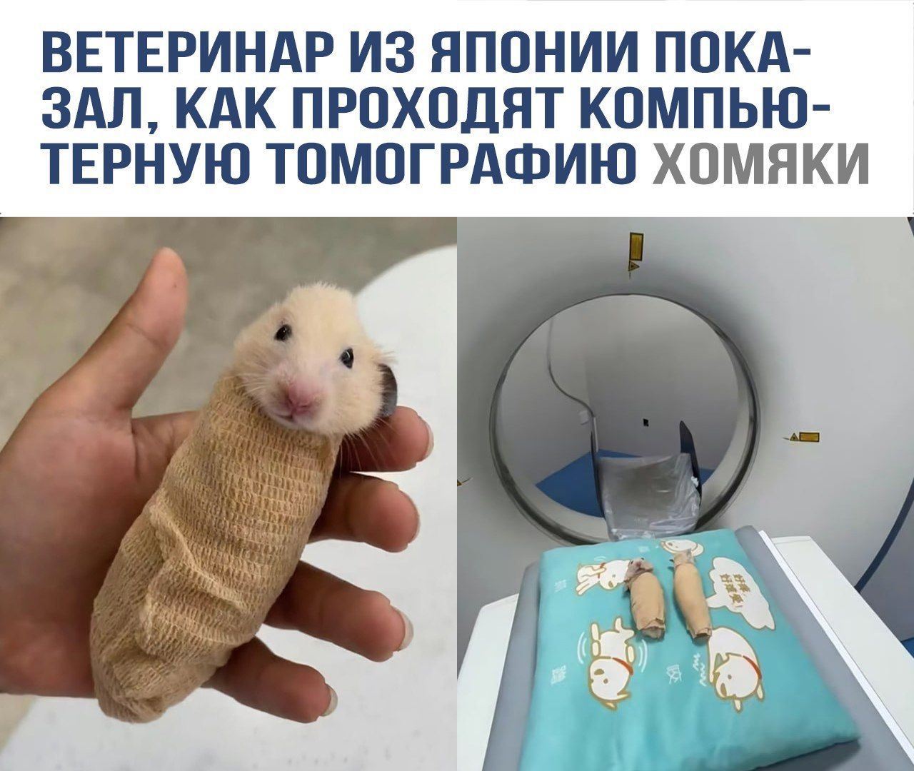 ВЕТЕРИНАР ИЗ ЯПОНИИ ПОКАЗАЛ, КАК ПРОХОДИТ КОМПЬЮТЕРНУЮ ТОМОГРАФИЮ ХОМЯКИ