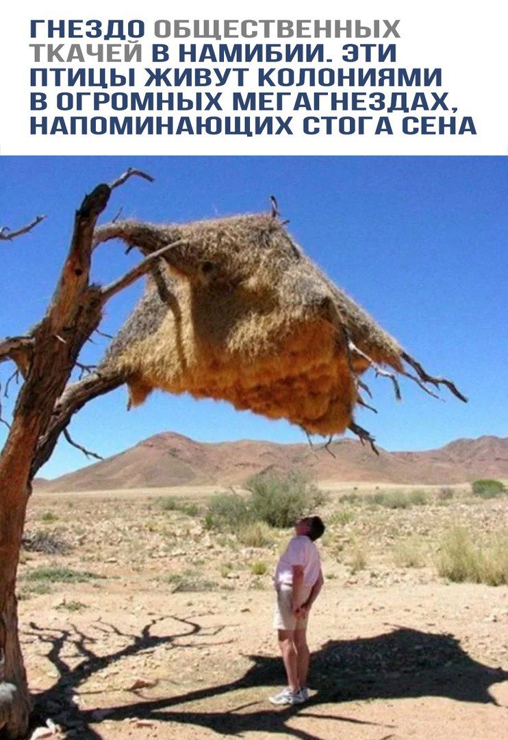 ГНЕЗДО ОБЩЕСТВЕННЫХ ТКАТЧЕЙ В НАМИБИИ. ЭТИ ПТИЦЫ ЖИВУТ КОЛОНИЯМИ В ОГРОМНЫХ МЕГАГНЕЗДАХ, НАПОМИНАЮЩИХ СТОГА СЕНА