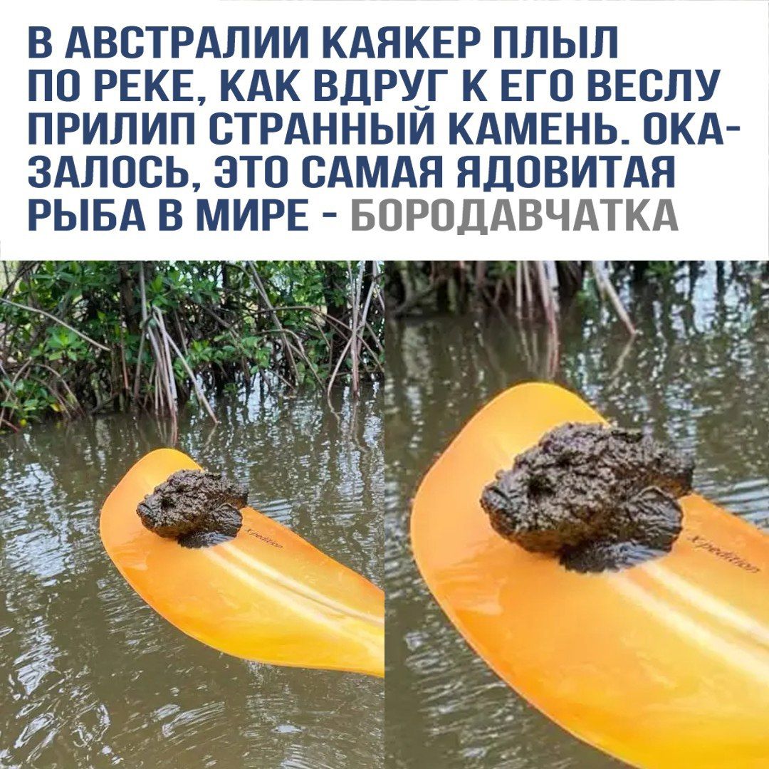 В Австралии каякер плы