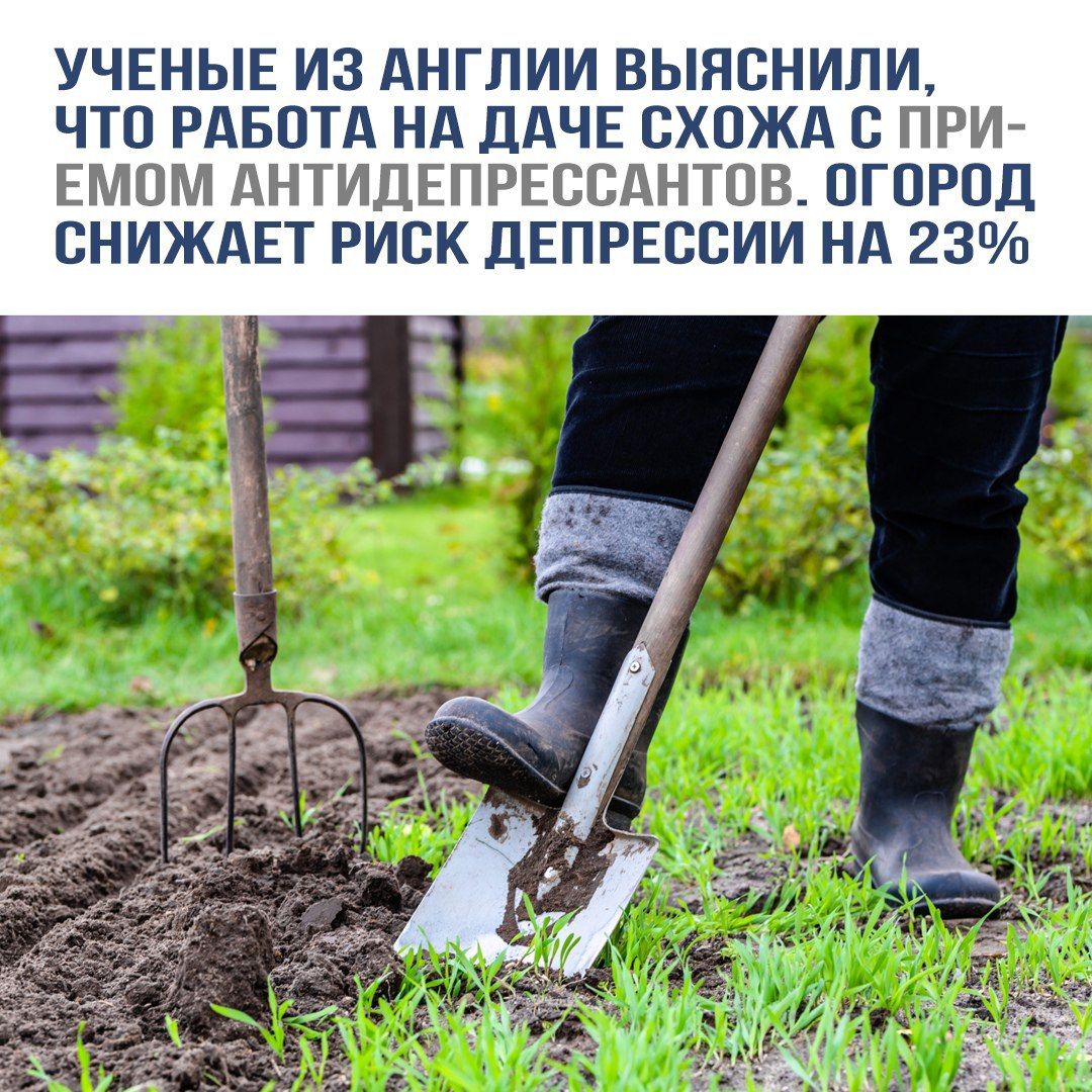 УЧЁНЫЕ ИЗ АНГЛИИ ВЫЯСНИЛИ, ЧТО РАБОТА НА ДАЧЕ СХОЖА С ПРИМЕМОМ АНТИДЕПРЕССАНТОВ. ОГОРОД СНИЖАЕТ РИСК ДЕПРЕССИИ НА 23%