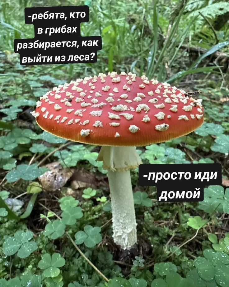 -ребята, кто в грибах разбирается, как выйти из леса?
-просто иди домой