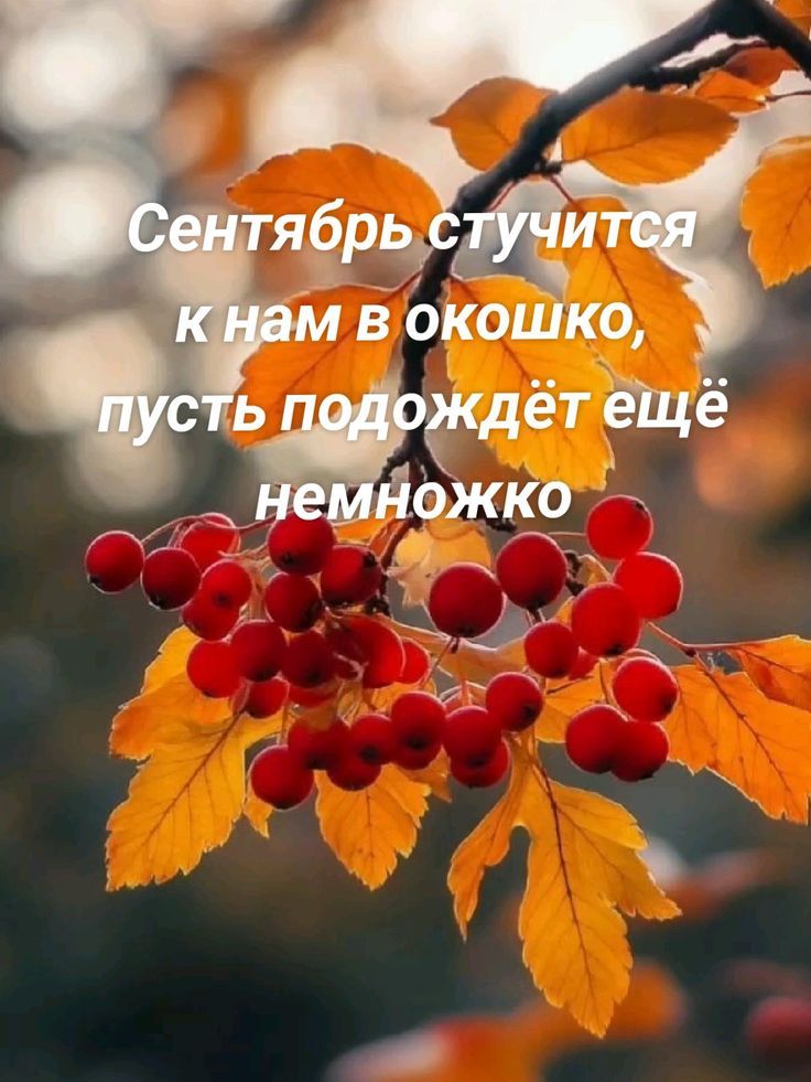 Сентябрь стучится к нам в окошко, пусть подождёт ещё немножко