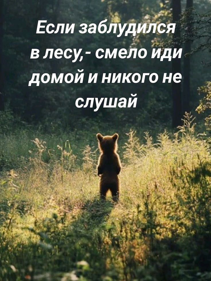 Если заблудился в лесу,- смело иди домой и никого не слушай