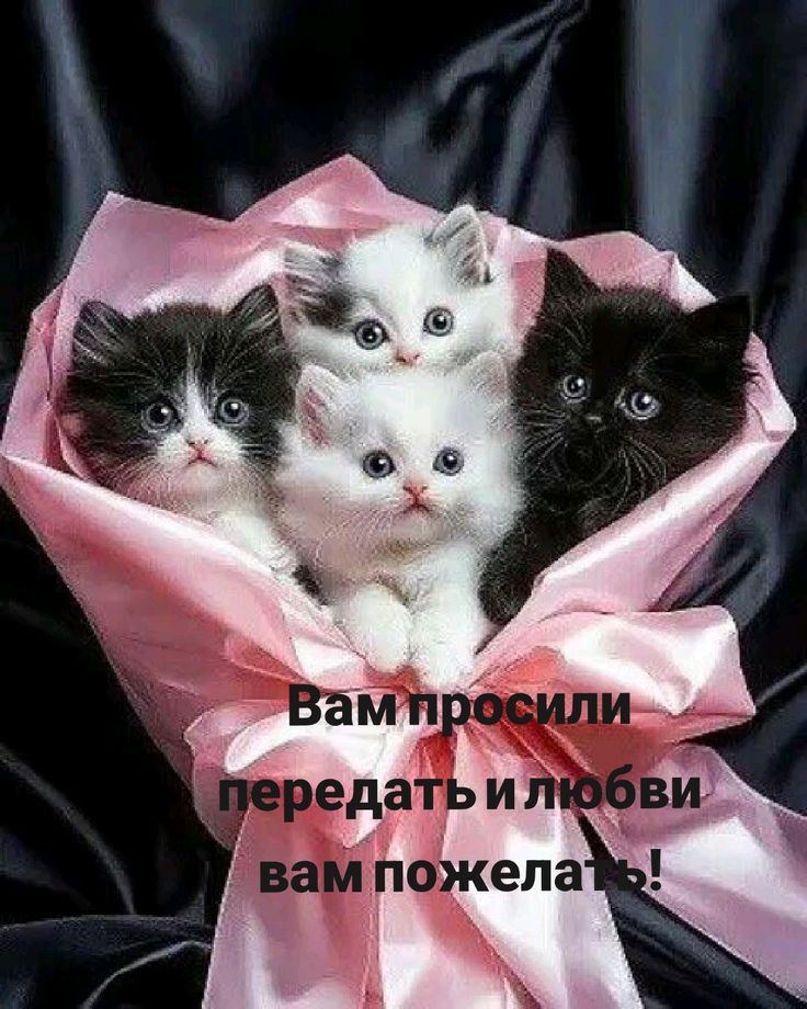 Вам просили передать и любви вам пожелать!