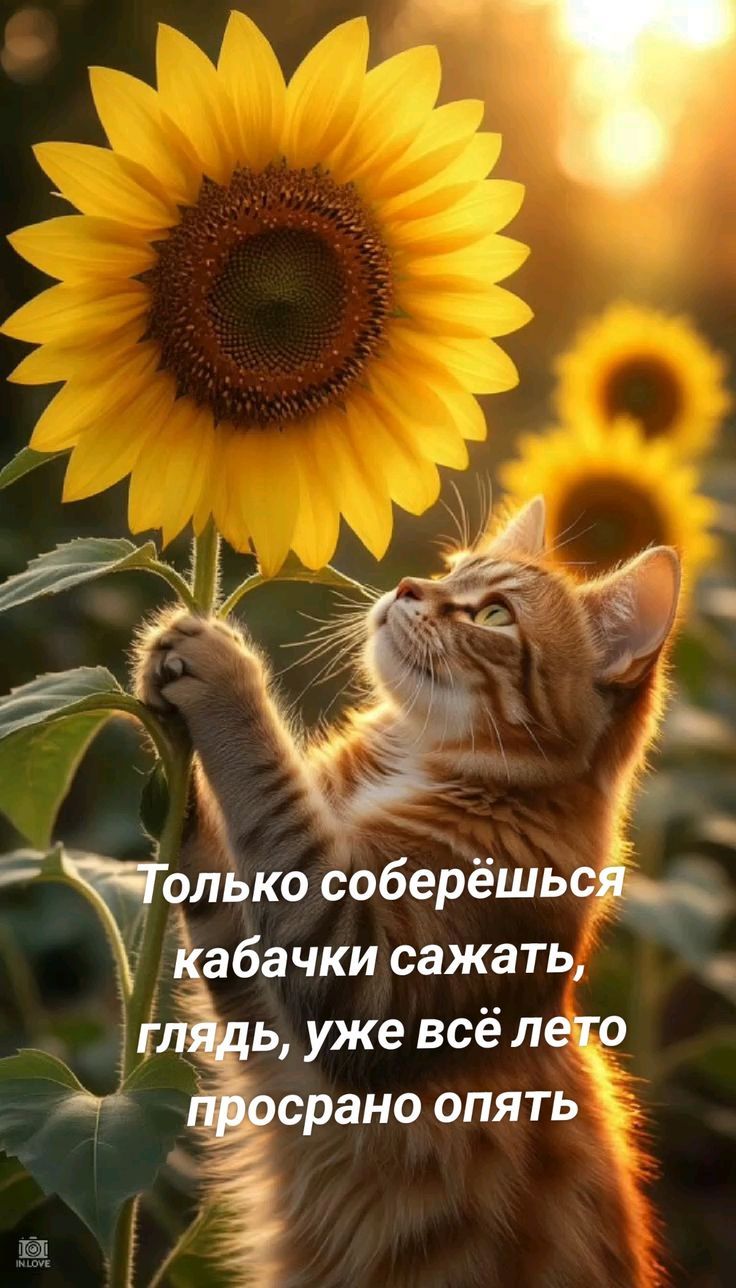 Только соберёшься кабачки сажать, глядь, уже всё лето просрано опять