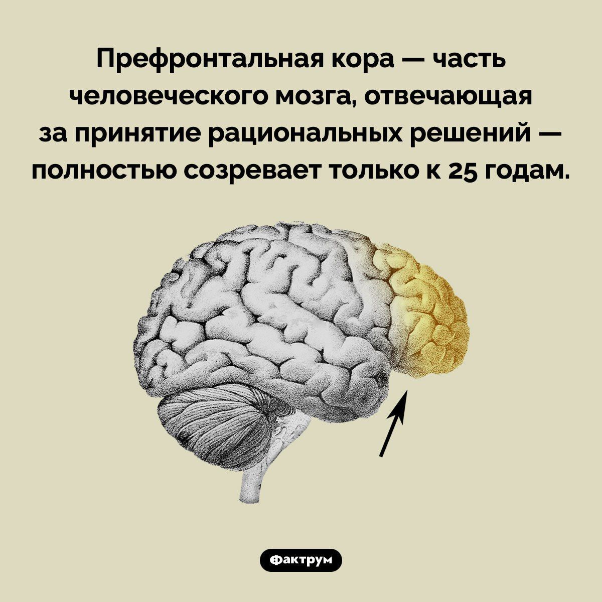 Префронтальная кора — часть человеческого мозга, отвечающая за принятие рациональных решений — полностью созревает только к 25 годам.