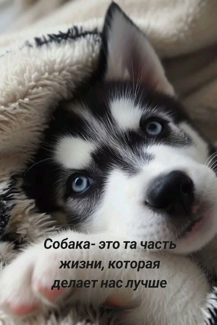 Собака- это та часть жизни, которая делает нас лучше
