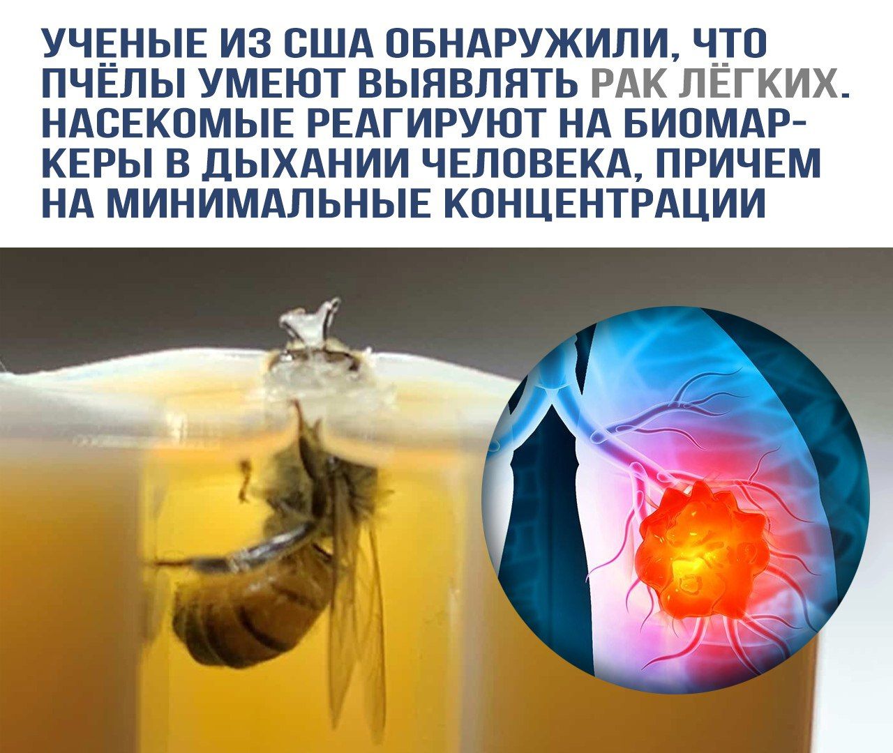 УЧЕНЫЕ ИЗ США ОБНАРУЖИЛИ, ЧТО ПЧЁЛЫ УМЕЮТ ВЫЯВЛЯТЬ РАК ЛЁГКИХ. НАСЕКОМЫЕ РЕАГИРУЮТ НА БИОМАРКЕРЫ В ДЫХАНИИ ЧЕЛОВЕКА, ПРИЧЕМ НА МИНИМАЛЬНЫЕ КОНЦЕНТРАЦИИ.
