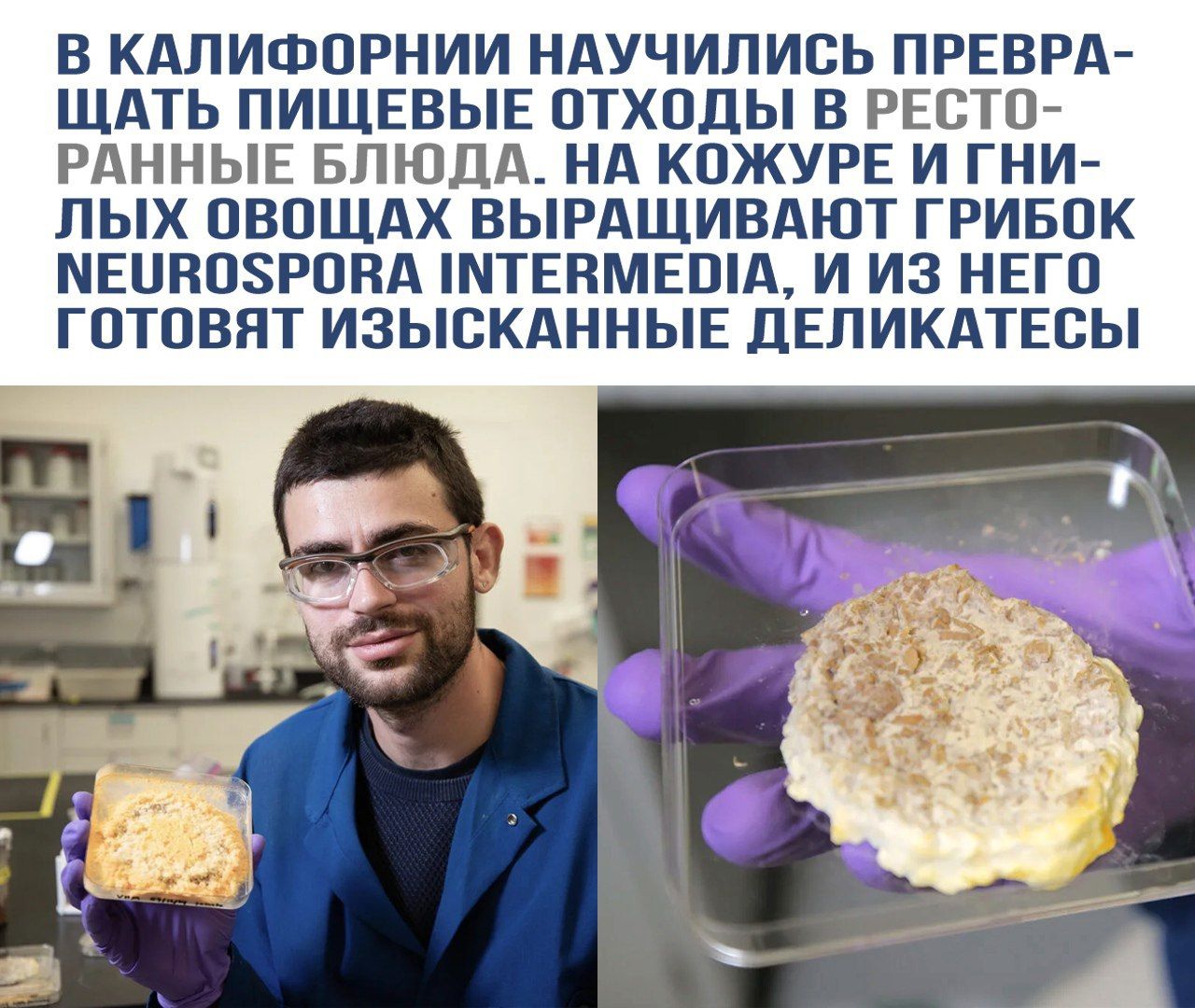 В Калифорнии научились превращать пищевые отходы в ресторанные блюда. На коже и гнилых овощах выращивают грибок Neurospora intermedia, и из него готовят изысканные деликатесы.