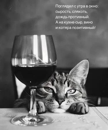 Поглядел с утра в окно: сырость, слякоть, дождь противный. А на кухне сыр, вино и котярда позитивный!
