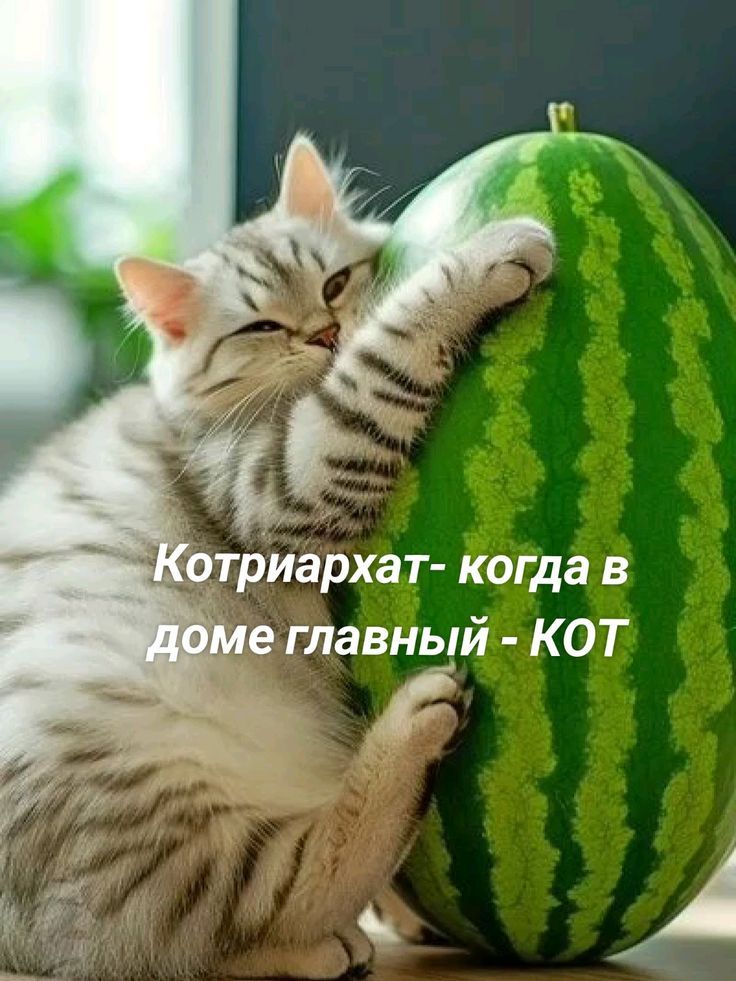 Котриархат- когда в доме главный - КОТ