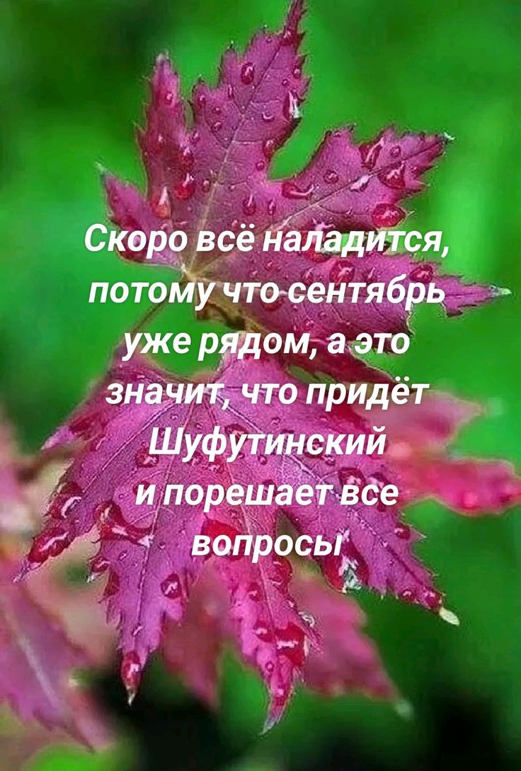 Скоро всё наладится, потому что сентябрь уже рядом, а это значит, что придёт Шуфутинский и порешает все вопросы