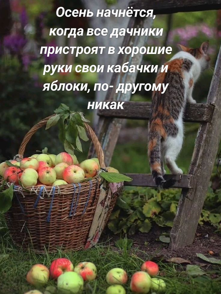 Осень начнётся, когда все дачники пристроят в хорошие руки свои кабачки и яблоки, по-другому никак.