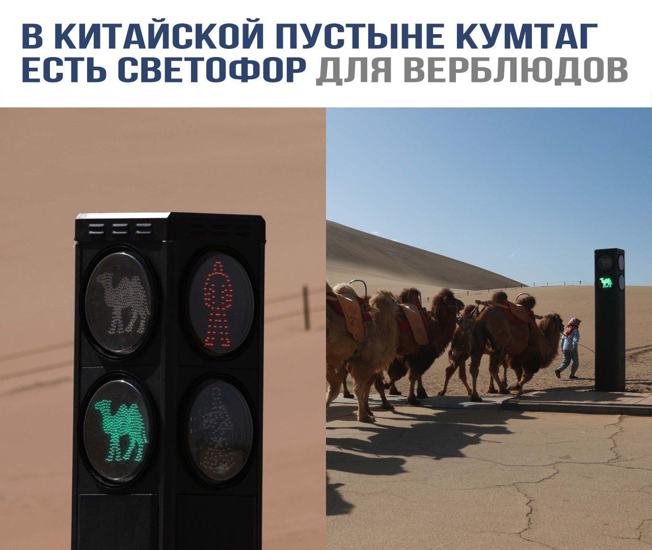 В китайской пустыне Кумтаг есть светофор для верблюдов