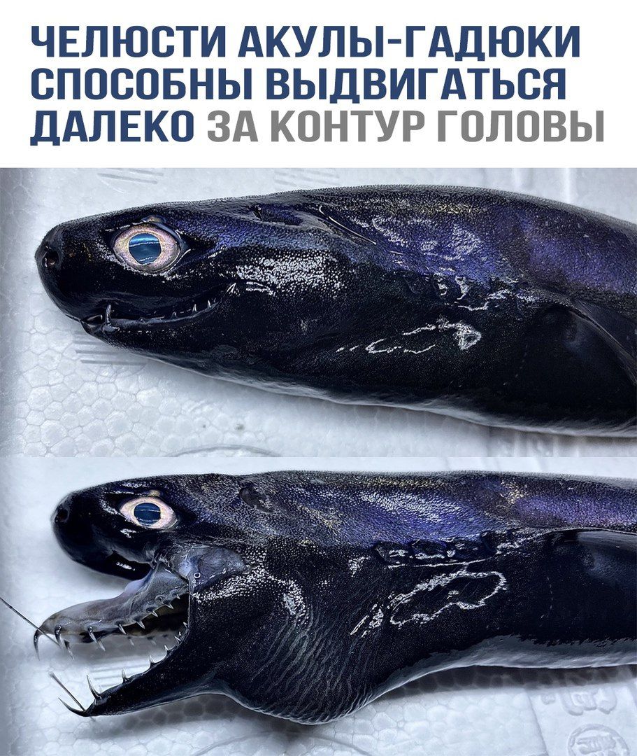 ЧЕЛЮСТИ АКУЛЫ-ГАДЮКИ СПОСОБНЫ ВЫДВИГАТЬСЯ ДАЛЕКО ЗА КОНТУР ГОЛОВЫ