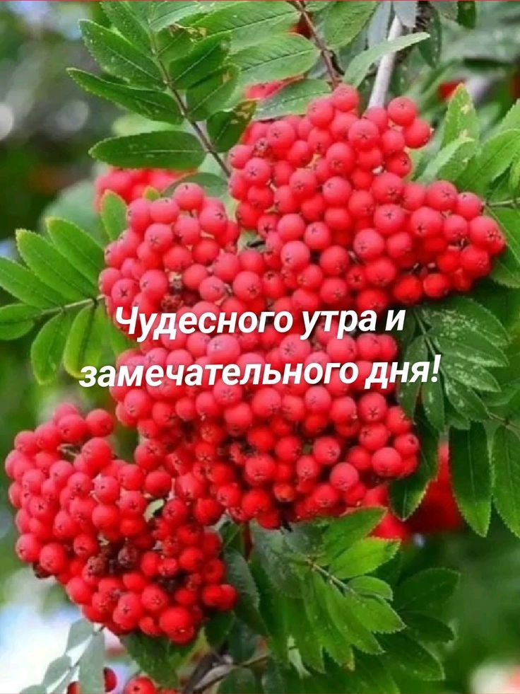 Чудесного утра и замечательного дня!