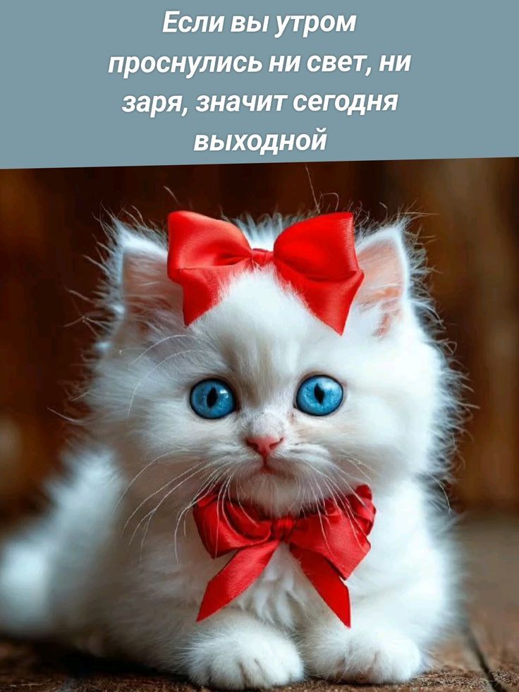 Если вы утром проснулись ни свет, ни заря, значит сегодня выходной