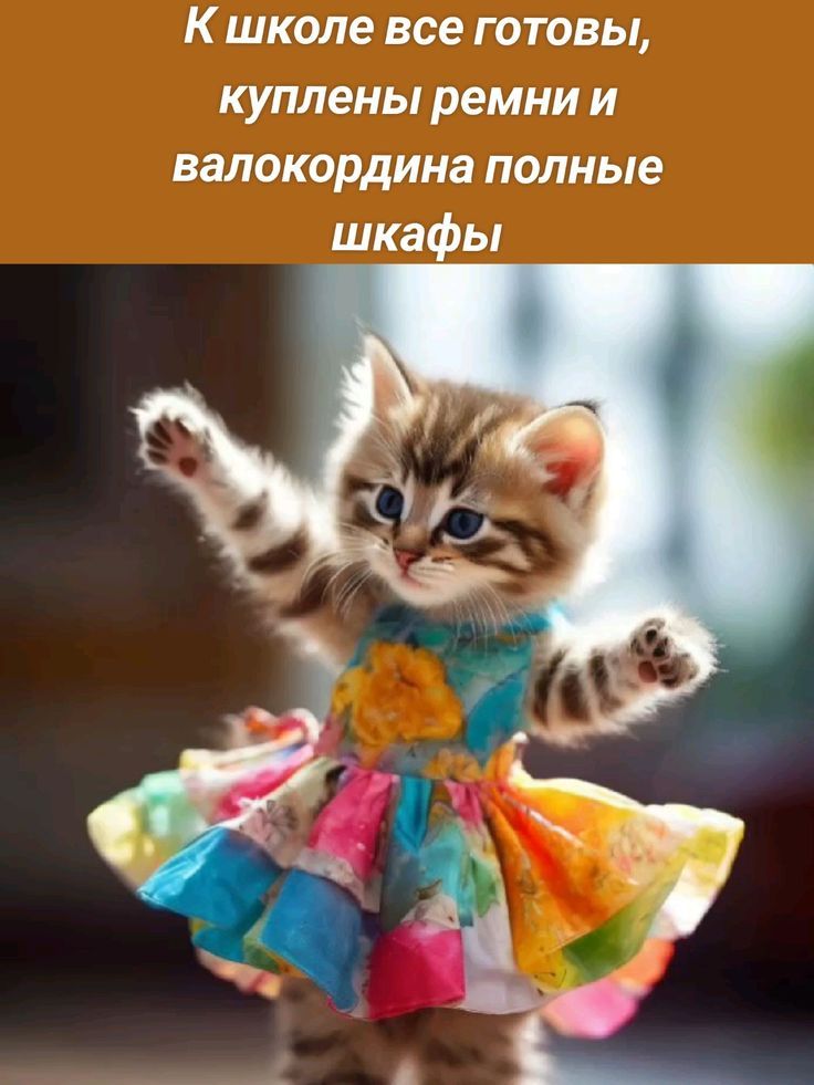 К школе все готовы, куплены ремни и валокордина полные шкафы