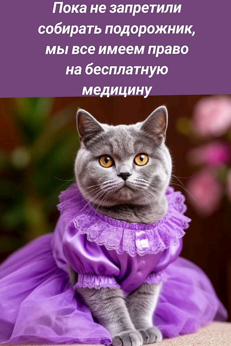 Пока не запретили собирать подорожник, мы все имеем право на бесплатную медицину