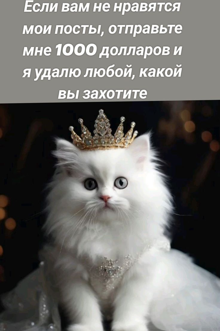 Если вам не нравятся мои посты, отправьте мне 1000 долларов и я удалю любой, какой вы захотите