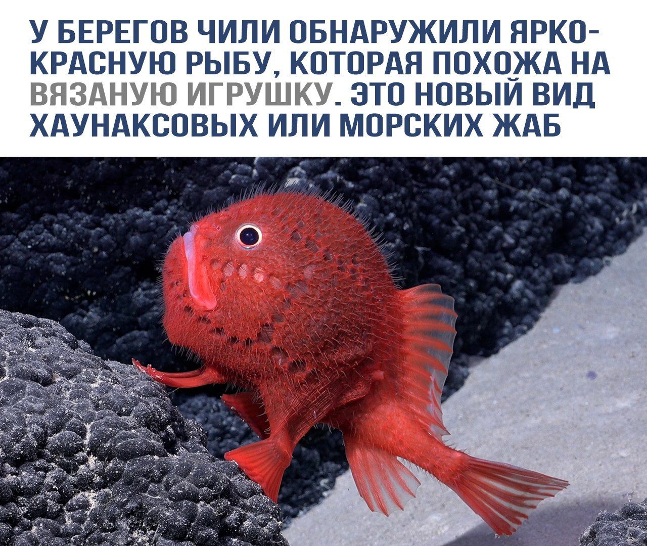 У берегов Чили обнаружили ярко-красную рыбу, которая похожа на вязаную игрушку. Это новый вид хаунаксовых или морских жаб.