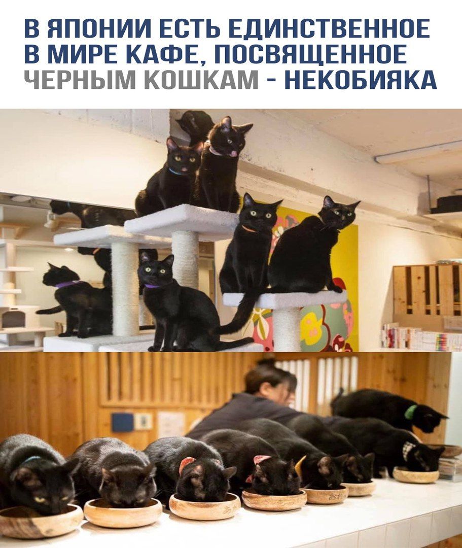 В Японии есть единственное в мире кафе, посвященное черным кошкам - некобияка