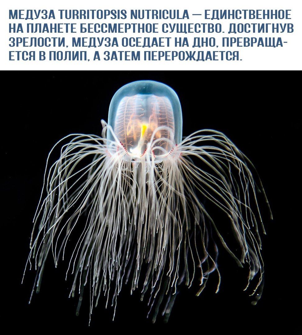 МЕДУЗА Turritopsis nutricula – ЕДИНСТВЕННОЕ НА ПЛАНЕТЕ БЕССМЕРТНОЕ СУЩЕСТВО. ДОСТИГНУВ ЗРЕЛОСТИ, МЕДУЗА ОСЕДАЕТ НА ДНЮ, ПРЕВРАЩАЕТСЯ В ПОЛИП, А ЗАТЕМ ПЕРЕРОЖДАЕТСЯ.