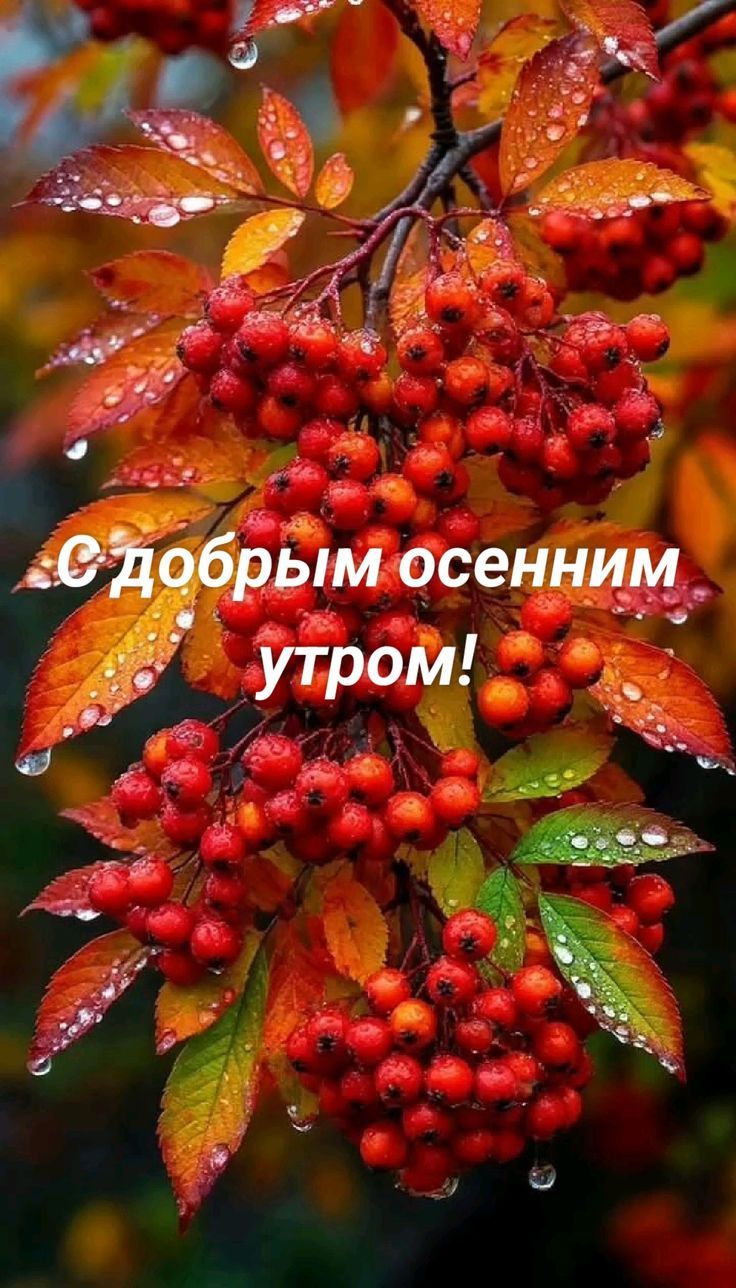 С добрым осенним утром!