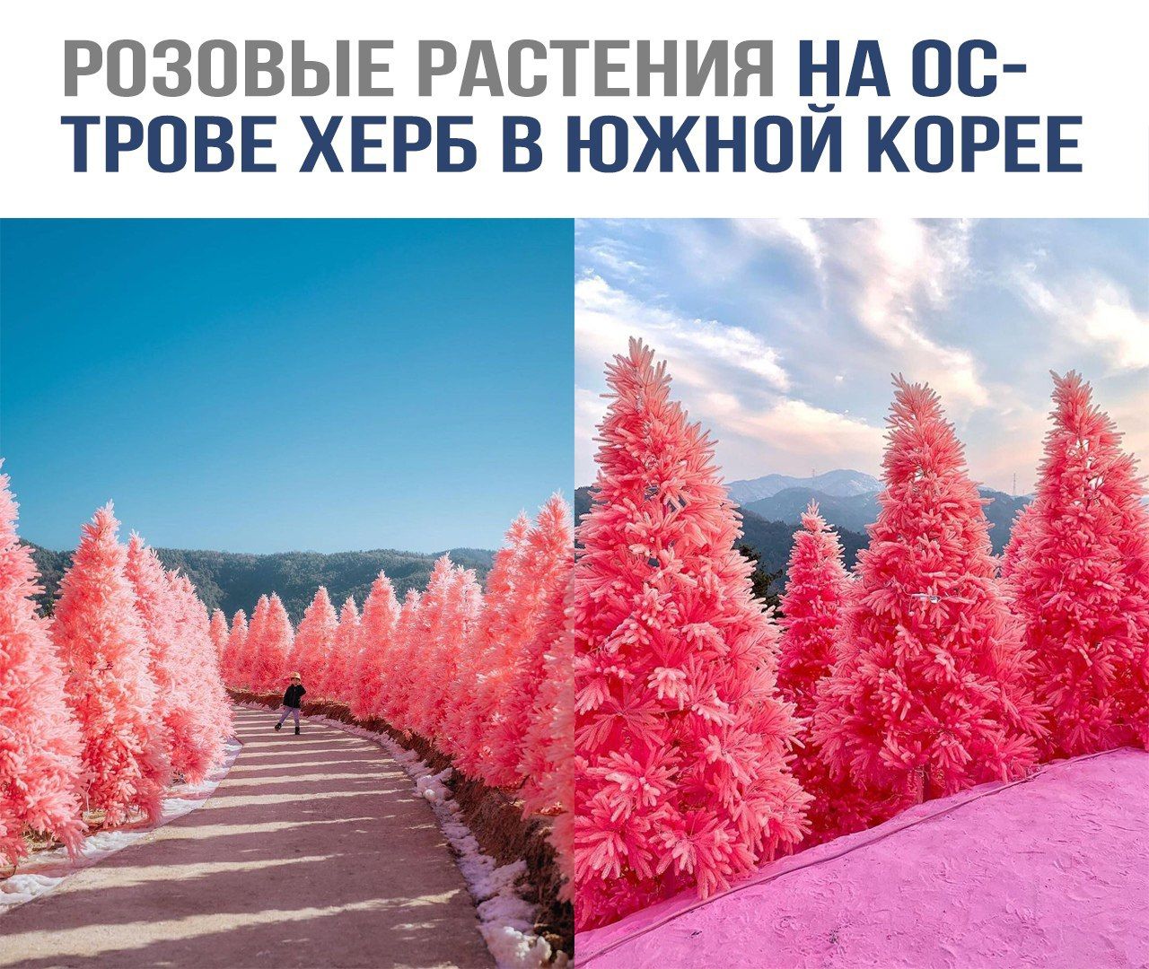 РОЗОВЫЕ РАСТЕНИЯ НА ОС-ТРОВЕ ХЕРБ В ЮЖНОЙ КОРЕЕ