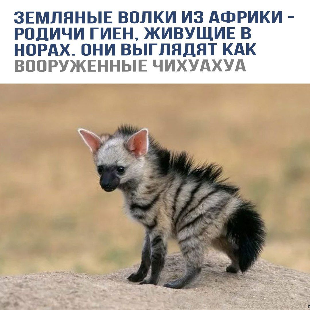 Земляные волки из Африки - родичи гиен, живущие в норах. Они выглядят как вооруженные чигаухуа.