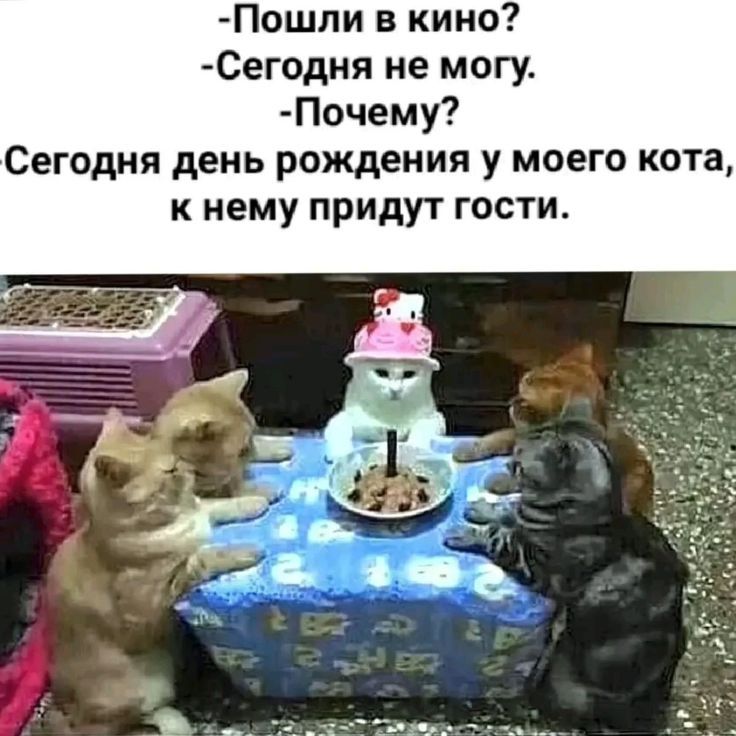 -Пошли в кино?
-Сегодня не могу.
-Почему?
Сегодня день рождения у моего кота, к нему придут гости.
