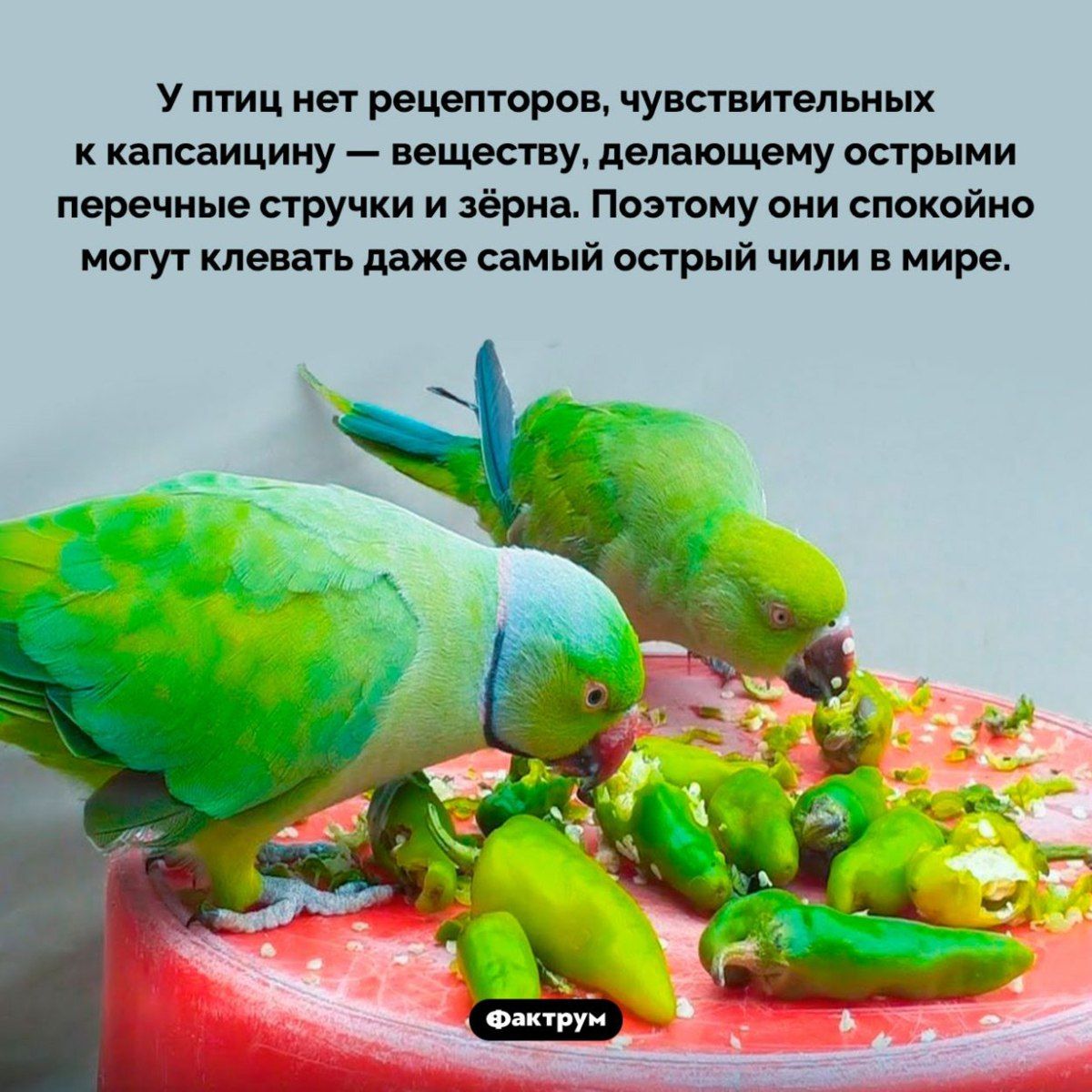 У птиц нет рецепторов, чувствительных к капсаицину — веществу, делающему острыми перечные стручки и зёрна. Поэтому они спокойно могут клевать даже самый острый чили в мире.
