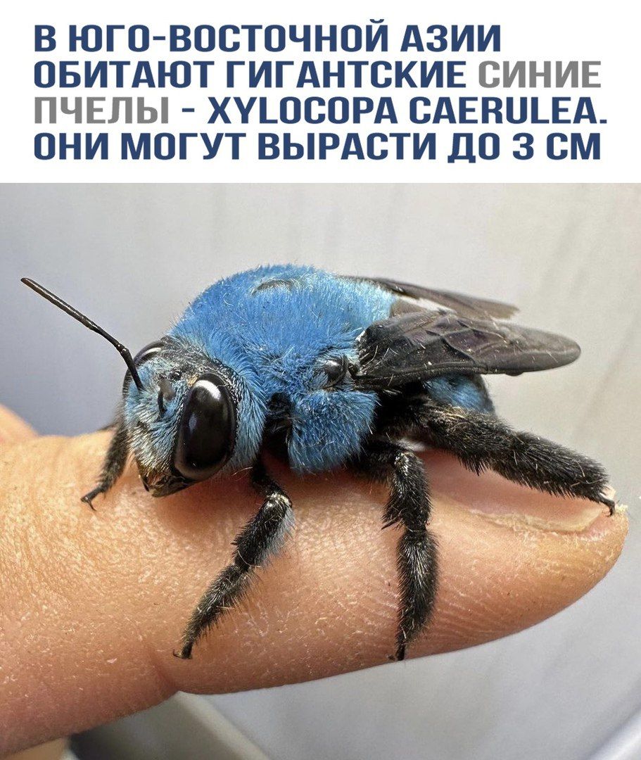 В ЮГО-ВОСТОЧНОЙ АЗИИ ОБИТАЮТ ГИГАНТСКИЕ СИНИЕ ПЧЕЛЫ - XYLOCOPA CAERULEA. ОНИ МОГУТ ВЫРАСТИ ДО 3 СМ