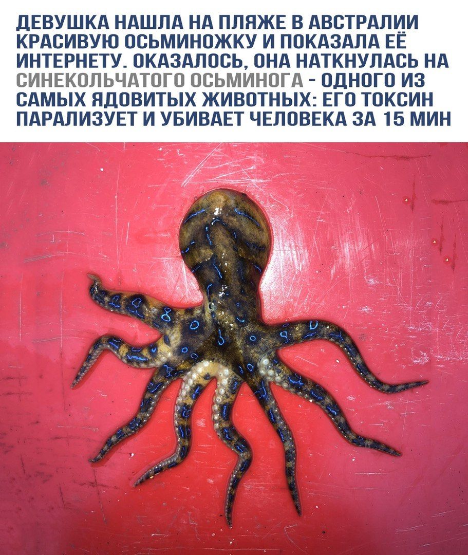 ДЕВУШКА НАШЛА НА ПЛЯЖЕ В АВСТРАЛИИ КРАСИВУЮ ОСЬМИНОЖКУ И ПОКАЗАЛА ЕЁ ИНТЕРНЕТУ. ОКАЗАЛОСЬ, ОНА НАТКНУЛАСЬ НА СИНЕКОЛЬЧАТОГО ОСЬМИНОГА - ОДНОГО ИЗ САМЫХ ЯДОВИТЫХ ЖИВОТНЫХ: ЕГО ТОКСИН ПАРАЛИЗУЕТ И УБИВАЕТ ЧЕЛОВЕКА ЗА 15 МИН.