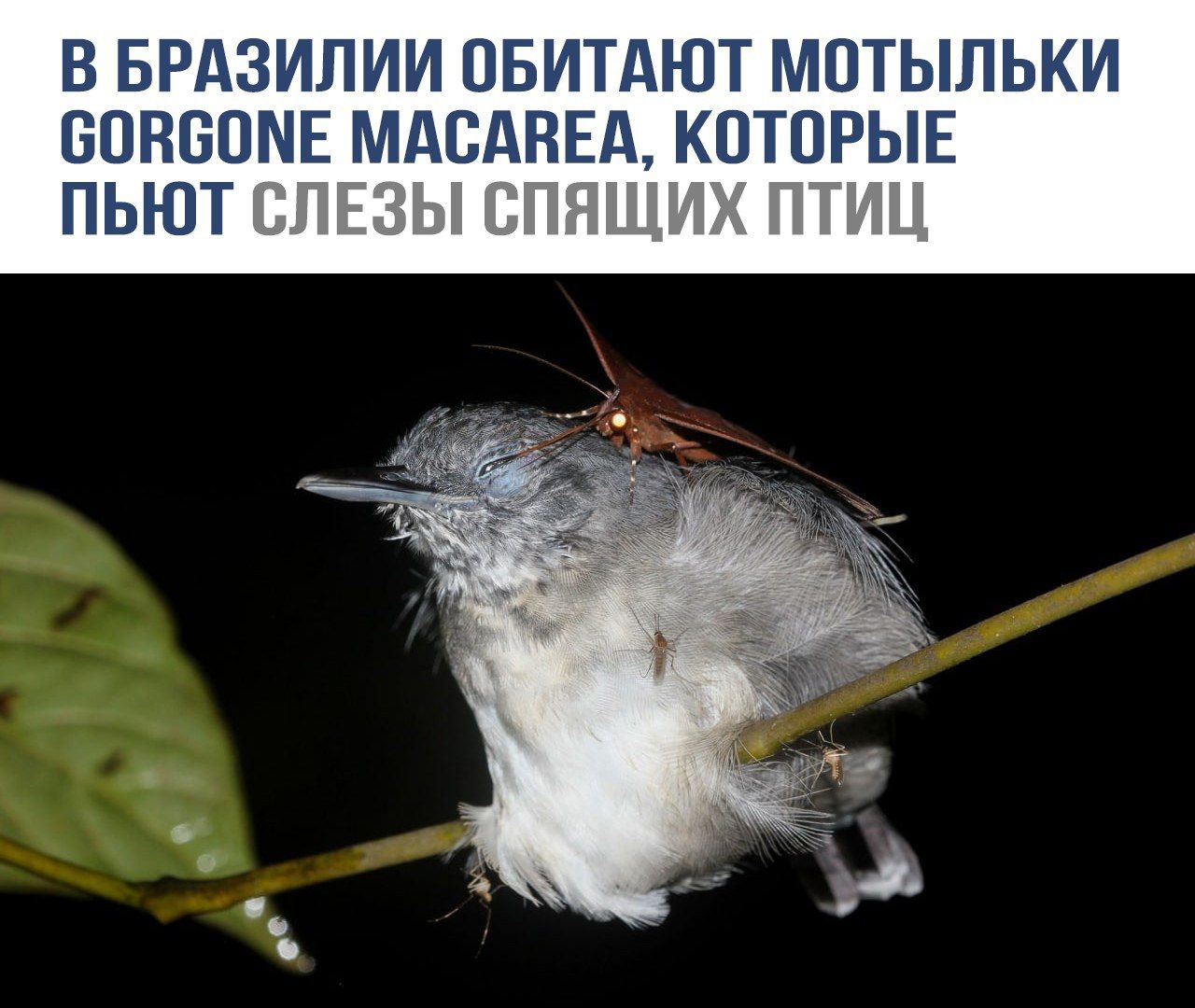 В Бразилии обитают мотыльки Gorgone Macarea, которые пьют слезы спящих птиц.