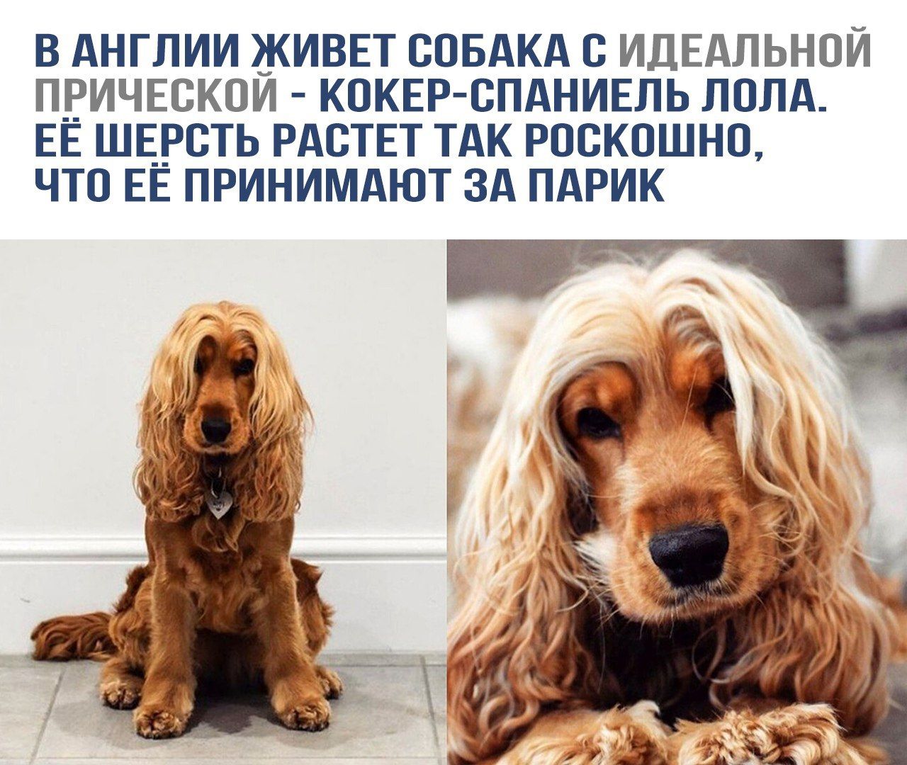 В Англии живет собака с идеальной прической - кокер-спаниель Лола. Её шерсть растет так роскошно, что её принимают за парик.