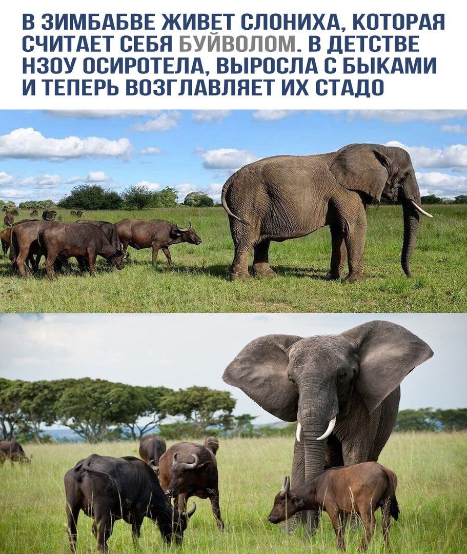 В Зимбабве живет слониха, которая считает себя буйволом. В детстве она осиротела, выросла с быками и теперь возглавляет их стадо.