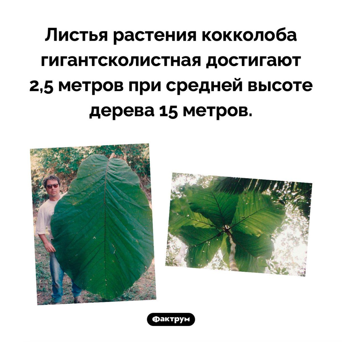 Листья растения кокколоба гигантсколистная достигают 2,5 метров при средней высоте дерева 15 метров.