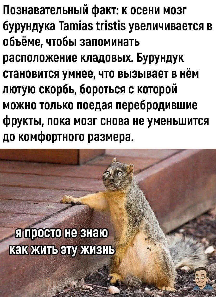 Познавательный факт: к осени мозг бурундука Tamias tristis увеличивается в объёме, чтобы запоминать расположение кладовых. Бурундук становится умнее, что вызывает в нём лютую скорбь, бороться с которой можно только поедая перебродившие фрукты, пока мозг снова не уменьшится до комфортного размера.

Я просто не знаю как жить эту жизнь