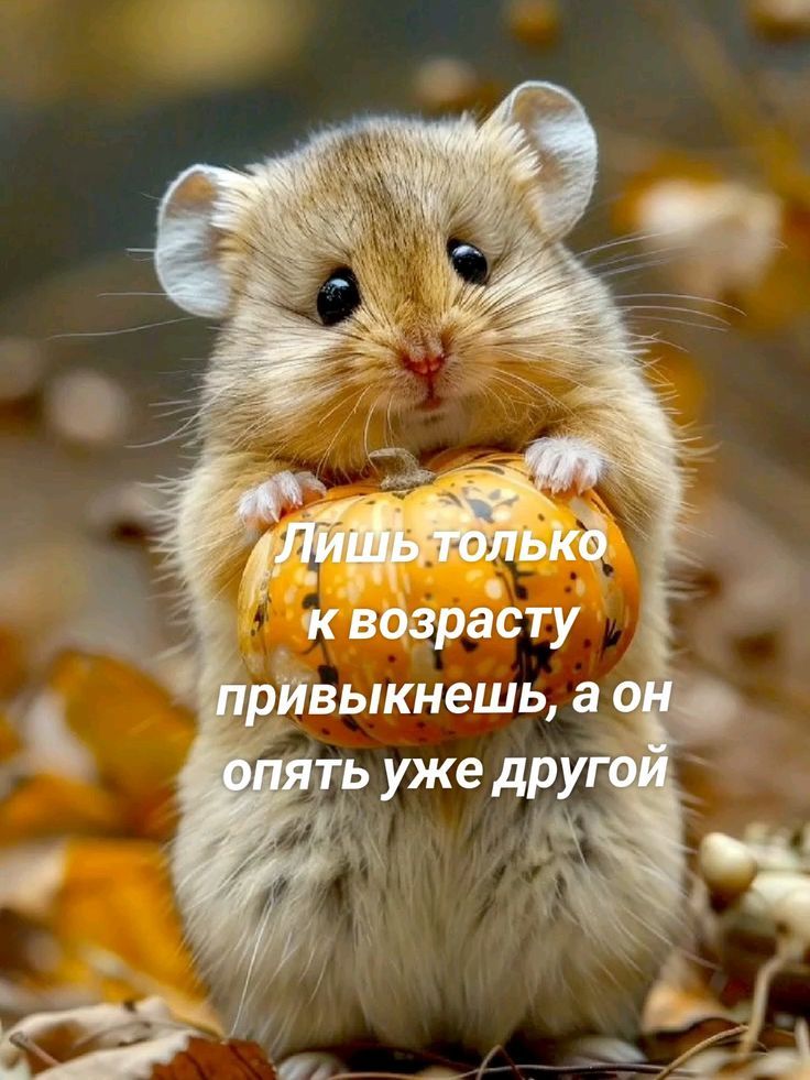 Лишь только к возрасту привыкнешь, а он опять уже другой