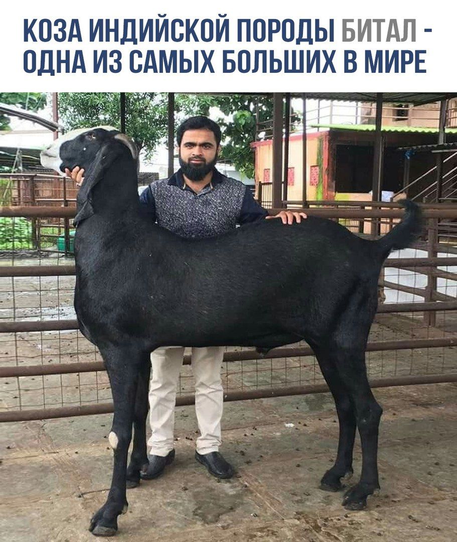 КОЗА ИНДИЙСКОЙ ПОРОДЫ БИТАЛ - ОДНА ИЗ САМЫХ БОЛЬШИХ В МИРЕ