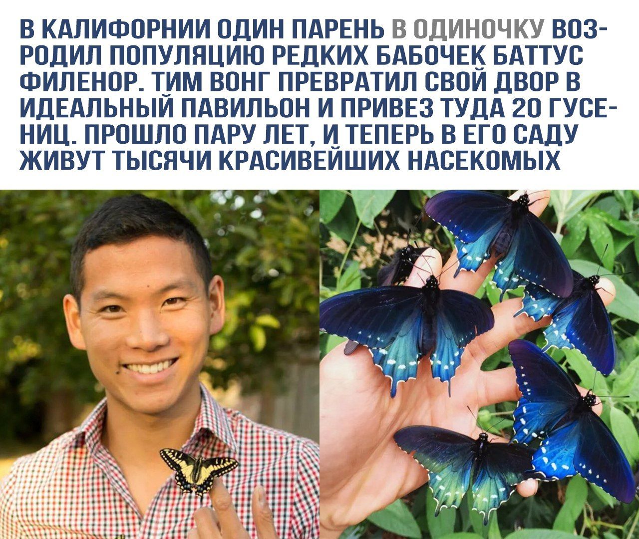 В Калифорнии один парень в одиночку возродил популяцию редких бабочек Баттус Филенор. Тим Вонг превратил свой двор в идеальный павильон и привез туда 20 гусениц. Прошло пару лет, и теперь в его саду живут тысячи красивейших насекомых.