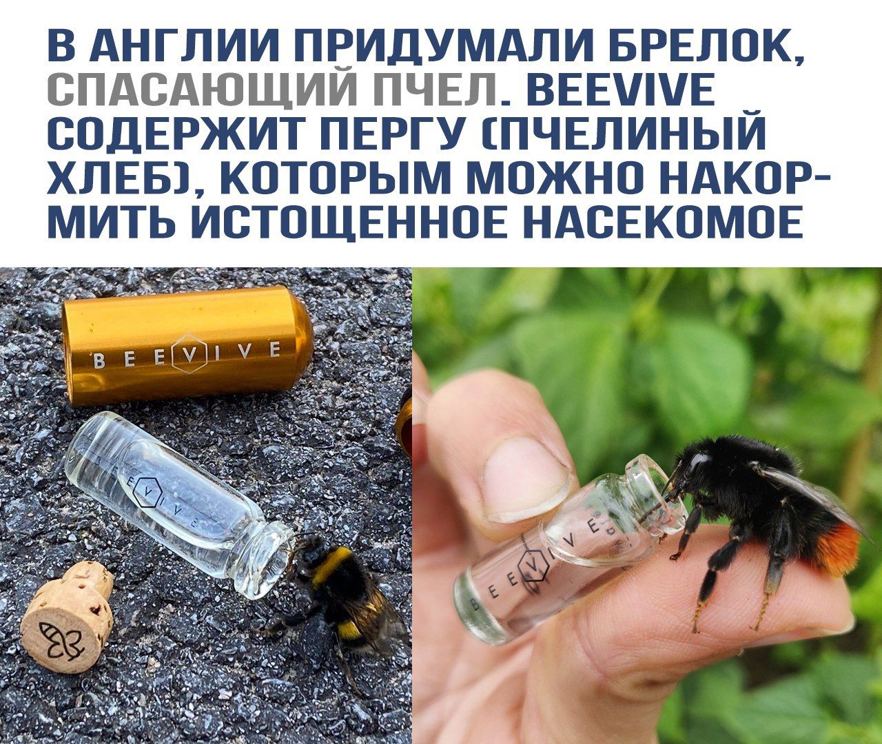 В Англии придумали брелок, спасающий пчёл. BEEVIVE содержит пергу (пчелиный хлеб), которым можно накормить истощённое насекомое.