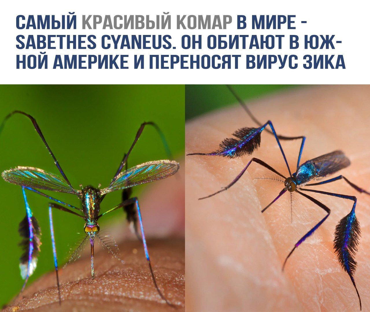 САМЫЙ КРАСИВЫЙ КОМАР В МИРЕ - SABETHES CYANEUS. ОН ОБИТАЮТ В ЮЖНОЙ АМЕРИКЕ И ПЕРЕНОСЯТ ВИРУС ЗИКА.