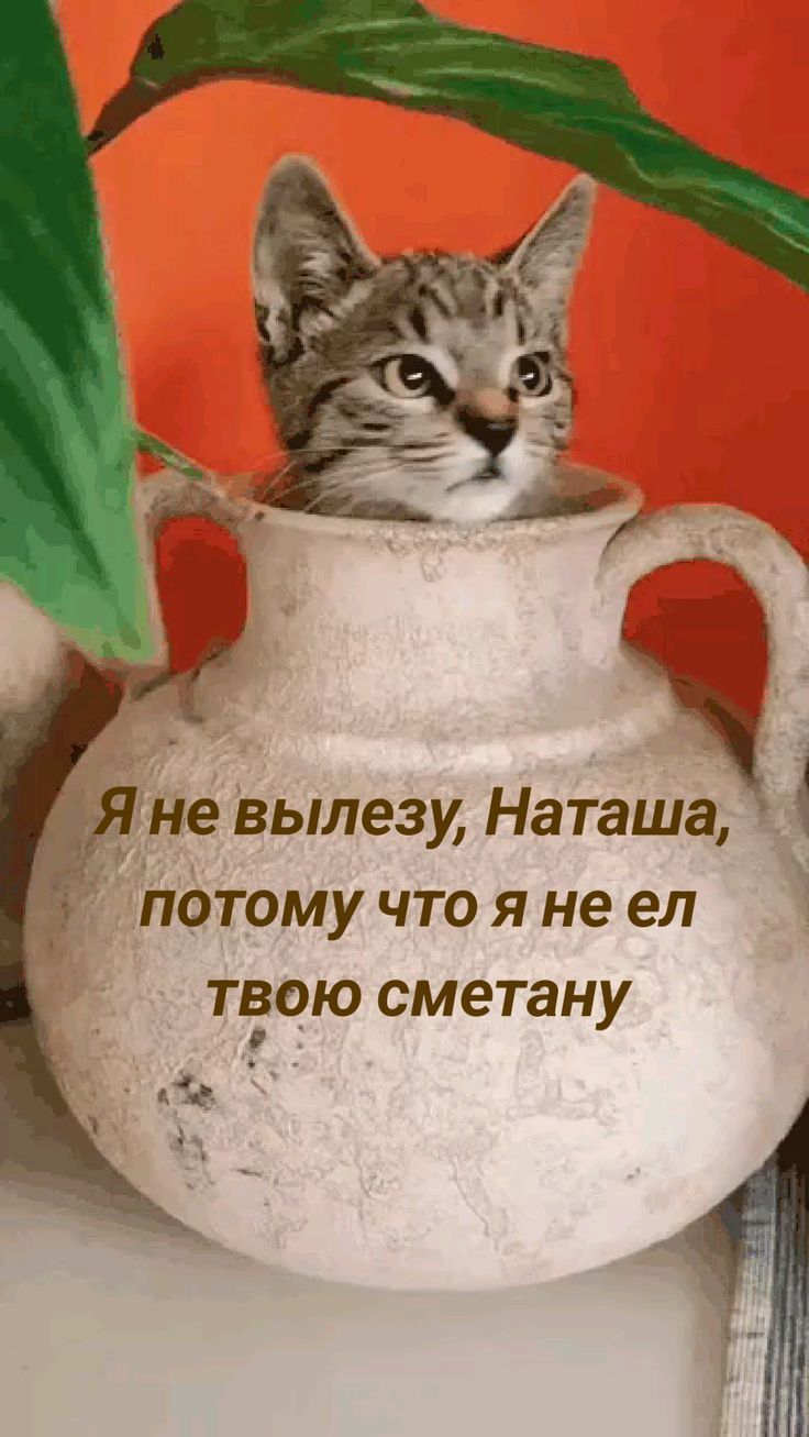 Я не вылезу, Наташа, потому что я не ел твою сметану